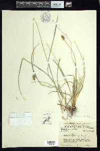 Carex xalapensis image