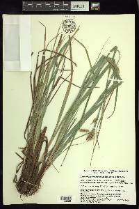Carex rhynchoperigynium image