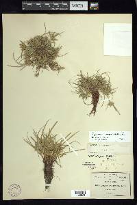 Cyperus compressus image