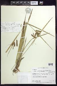 Carex polysticha image