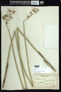 Cyperus articulatus image