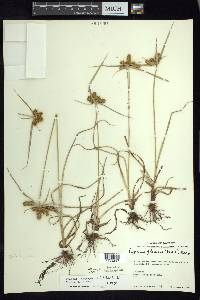 Cyperus aggregatus image