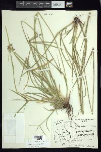 Cyperus dioicus image