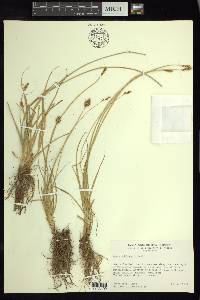 Carex subfusca image