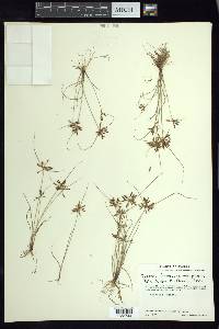 Cyperus flavescens image