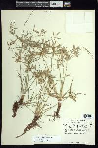 Cyperus compressus image