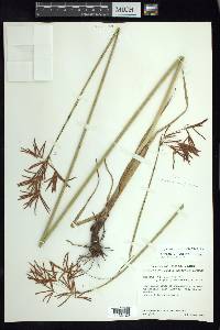 Cyperus articulatus image