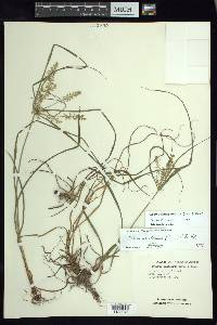 Cyperus hermaphroditus image