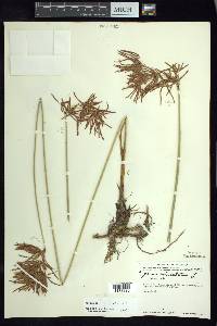 Cyperus articulatus image