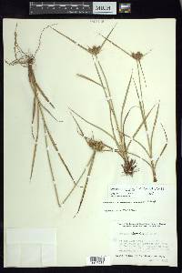 Cyperus aggregatus image