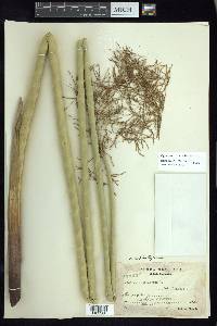 Cyperus articulatus image