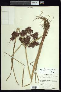 Cyperus flavicomus image