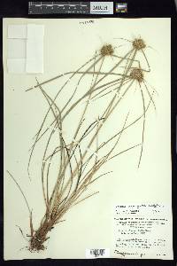 Cyperus aggregatus image