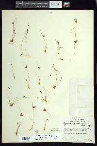 Cyperus flavescens var. piceus image