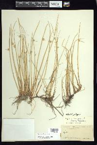 Cyperus laevigatus image