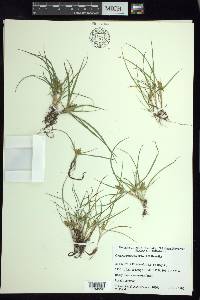 Cyperus pennellii image