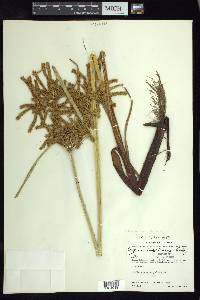 Cyperus imbricatus image