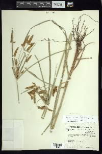 Cyperus mutisii image