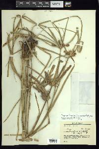 Cyperus entrerianus image