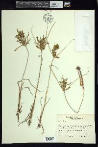 Cyperus iria image