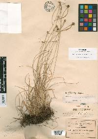 Cyperus michoacanensis image