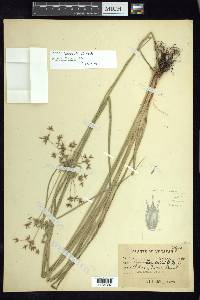 Cyperus lundellii image