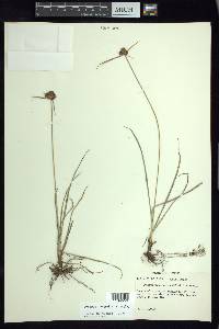 Cyperus manimae image