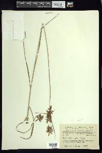 Cyperus spectabilis image