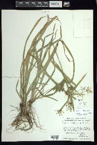 Cyperus laxus image