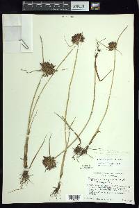 Cyperus niger image