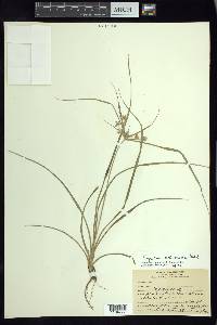 Cyperus ochraceus image