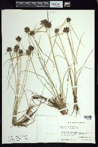 Cyperus niger image