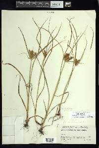 Cyperus spectabilis image