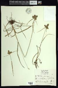 Cyperus manimae image