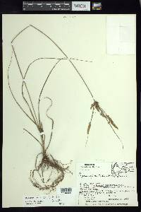 Cyperus mutisii image