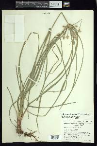 Cyperus entrerianus image