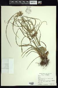 Cyperus entrerianus image