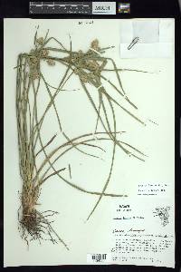 Cyperus entrerianus image