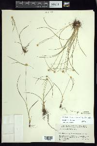 Cyperus michoacanensis image