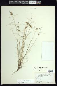 Cyperus lanceolatus image