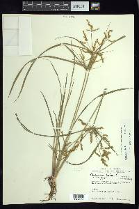 Cyperus iria image