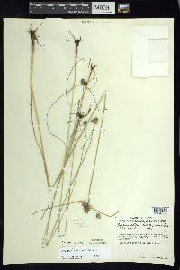 Cyperus ischnos image