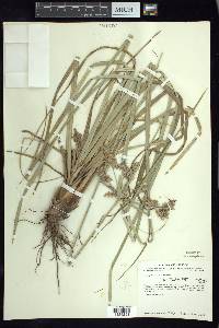 Cyperus ligularis image