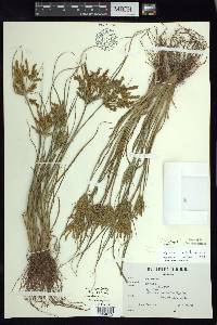 Cyperus iria image