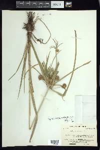 Cyperus megalanthus image