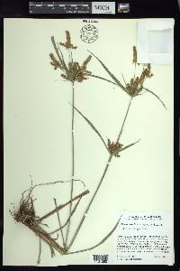 Cyperus mutisii image