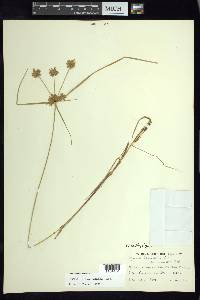 Cyperus lanceolatus image