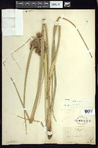 Cyperus ligularis image