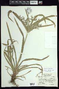 Cyperus laxus image