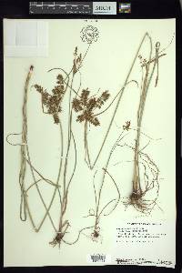 Cyperus spectabilis image